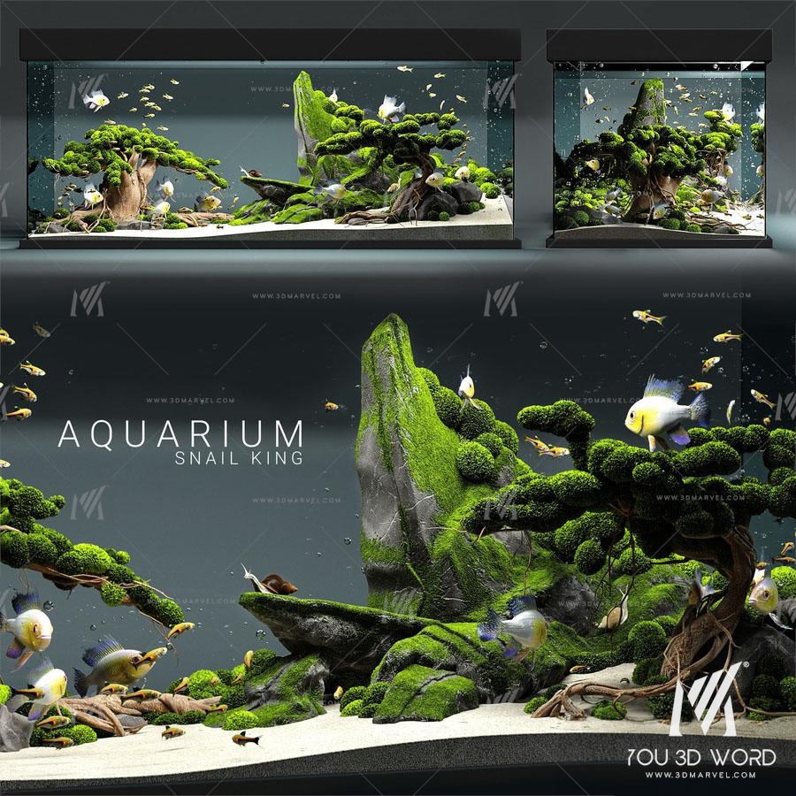 Aquarium snail king